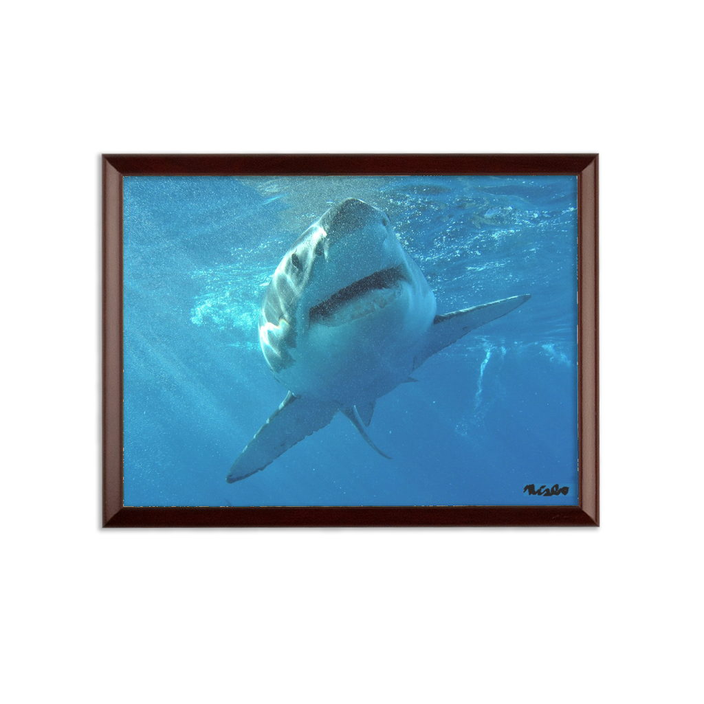 Sublimation Wall Plaque - Surrounded by Sharks Collection