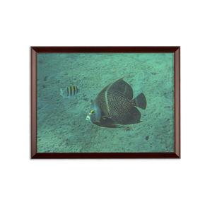 Sublimation Wall Plaque - Reef Fish Collection - Angel