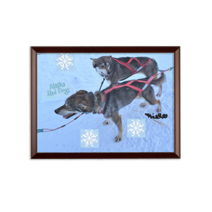 Sublimation Wall Plaque - Alaska Sled Dogs Collection