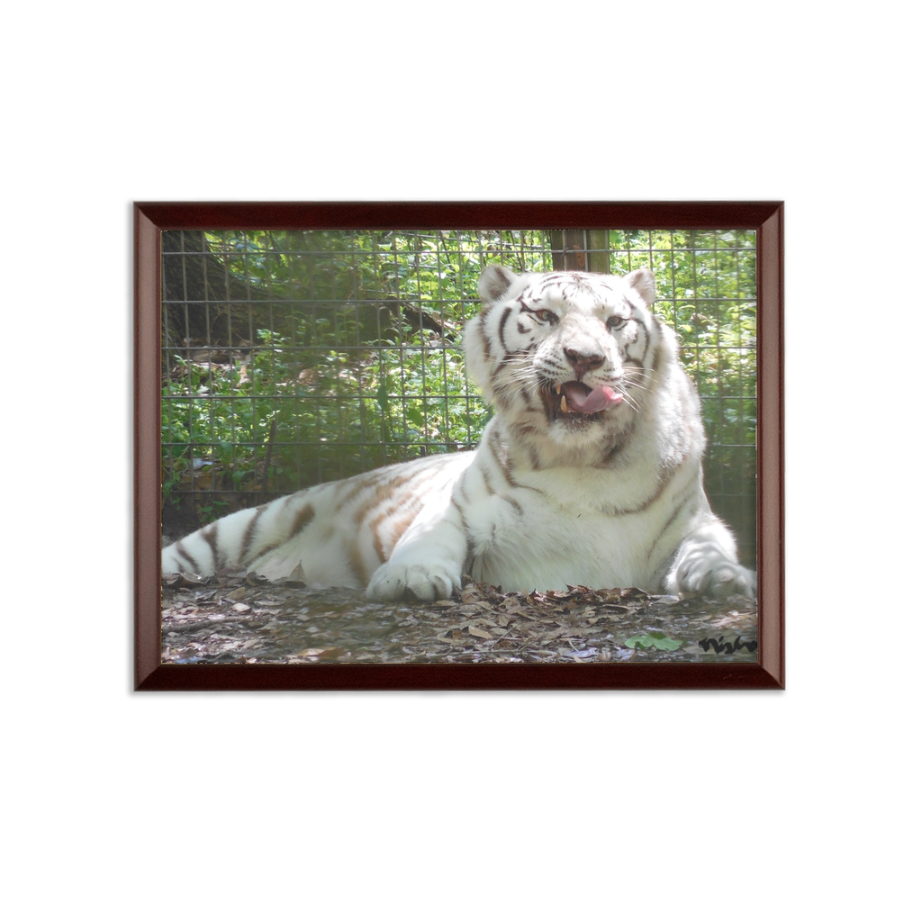 Sublimation Wall Plaque - Wally the White Tiger Collection