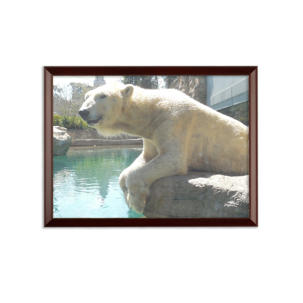 Sublimation Wall Plaque - Arctic Polar Bear Collection