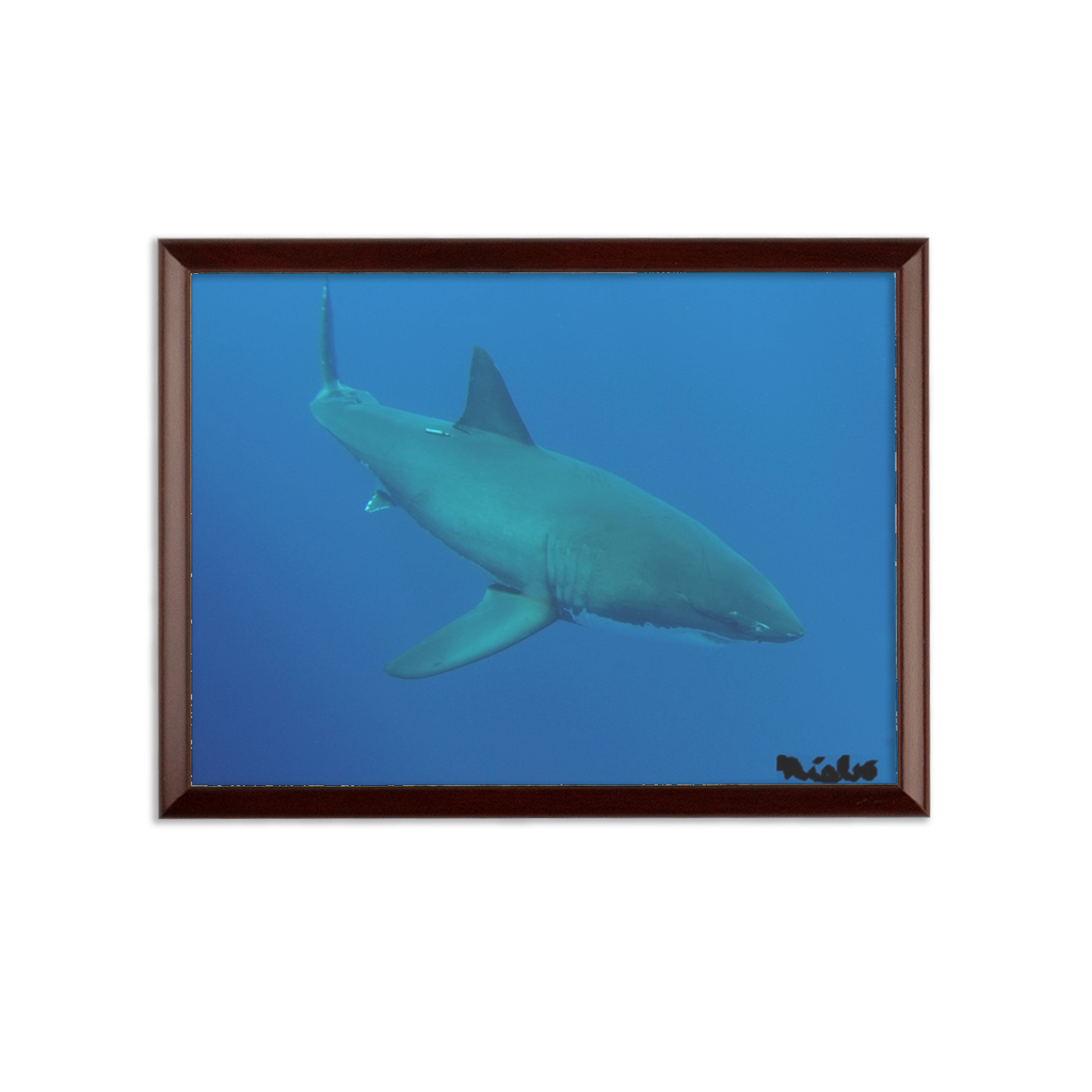 Sublimation Wall Plaque - Candy the Great White Shark Collection
